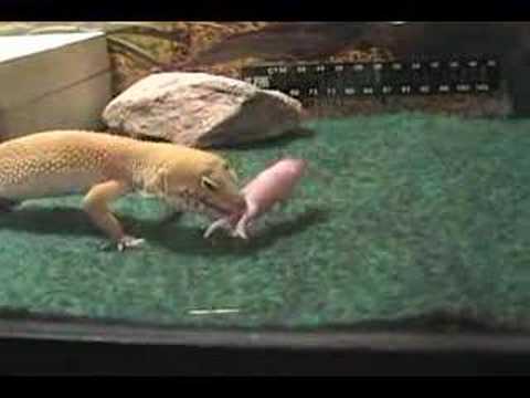 Gecko leopard VS Pinky