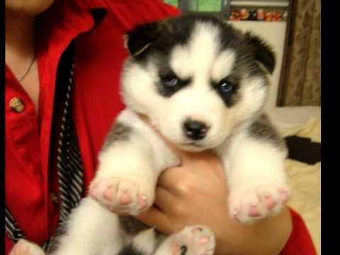 Siberian Husky Puppy- Selene