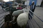 A Palestinian vendor shows his livestock to buyers at market Rafah, southern Gaza Strip, on November 03, 2011 ahead of the Muslim Eid al-Adha festival at the end of the week. Muslims across the world are preparing to celebrate the annual 