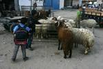 A Palestinian vendor shows his livestock to buyers at market Rafah, southern Gaza Strip, on November 03, 2011 ahead of the Muslim Eid al-Adha festival at the end of the week. Muslims across the world are preparing to celebrate the annual 