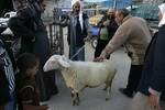 A Palestinian vendor shows his livestock to buyers at market Rafah, southern Gaza Strip, on November 03, 2011 ahead of the Muslim Eid al-Adha festival at the end of the week. Muslims across the world are preparing to celebrate the annual 