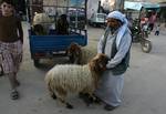 A Palestinian vendor shows his livestock to buyers at market Rafah, southern Gaza Strip, on November 03, 2011 ahead of the Muslim Eid al-Adha festival at the end of the week. Muslims across the world are preparing to celebrate the annual 