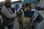 A Palestinian vendor shows his livestock to buyers at market Rafah, southern Gaza Strip, on November 03, 2011 ahead of the Muslim Eid al-Adha festival at the end of the week. Muslims across the world are preparing to celebrate the annual 