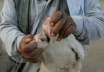 A Palestinian vendor shows his livestock to buyers at market Rafah, southern Gaza Strip, on November 03, 2011 ahead of the Muslim Eid al-Adha festival at the end of the week. Muslims across the world are preparing to celebrate the annual 