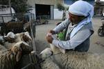 A Palestinian vendor shows his livestock to buyers at market Rafah, southern Gaza Strip, on November 03, 2011 ahead of the Muslim Eid al-Adha festival at the end of the week. Muslims across the world are preparing to celebrate the annual 