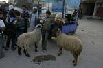 A Palestinian vendor shows his livestock to buyers at market Rafah, southern Gaza Strip, on November 03, 2011 ahead of the Muslim Eid al-Adha festival at the end of the week. Muslims across the world are preparing to celebrate the annual 