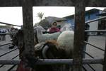 A Palestinian vendor shows his livestock to buyers at market Rafah, southern Gaza Strip, on November 03, 2011 ahead of the Muslim Eid al-Adha festival at the end of the week. Muslims across the world are preparing to celebrate the annual 