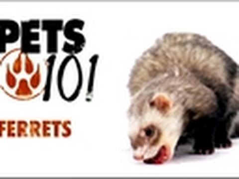 Pets 101 - Ferrets