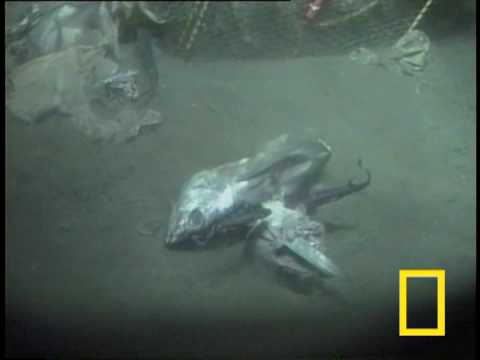 Strange Japanese Sea Creatures