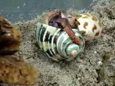 Hermit Crab Shell Change