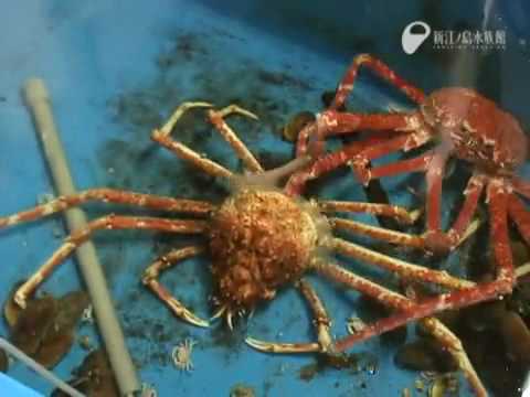 Giant Spider Crab Molting (time-Lapse)