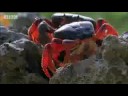 BBC: Cuban Red Crab Invasion - Wild Caribbean