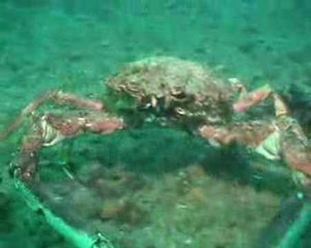 giant spider crab attacks