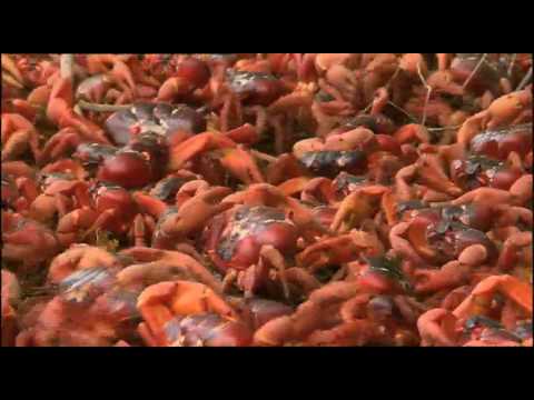 Science Screen Report: The Amazing Red Crab of Christmas Island !