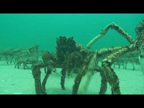 SCUBA Diving Melbourne - Spider Crabs at Rye Pier annual mid winter moult by www.NetBookings.com.au