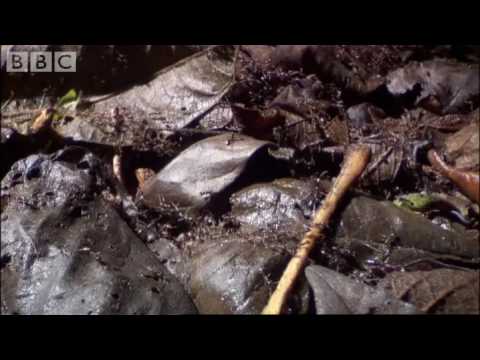 Ants Vs Crabs - a surprising winner! - Ant Attack - BBC wildlife