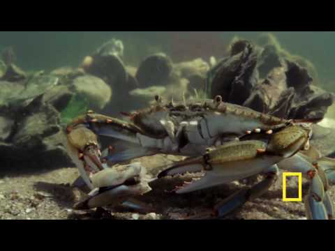 Animal Attack! Blue Crab vs. Clam