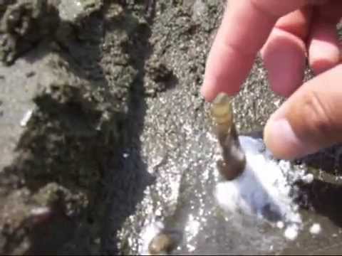 Gathering shellfish