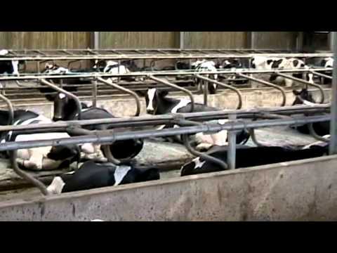 Why is factory farming such a big deal?