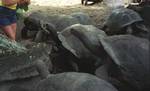 Seychelles giant tortoises, La Digue Island. The Seychelles giant tortoise (Dipsochelys hololissa) has been thought to be extinct since the mid-19th century due to over-exploitation on the granitic Seychelles islands.