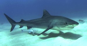 Juvenile tiger shark Bahama's.