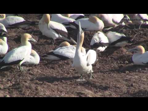 West Coast National Park and Cape Gannet colony in Lambert's Bay, South Africa