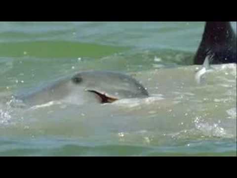 Bottlenose Dolphins hunt flying fishes