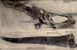 Pteranodon longiceps specimens YPM 2594 and 2493. In 1943, Dominik von Kripp suggested that the crest may have served as a rudder, an idea embraced by several later researchers.