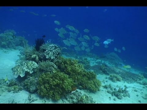 East Timor's coral reefs threatened