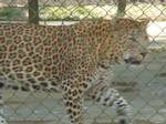 Leopard at Sanjay Gandhi National Park Mini Zoo.