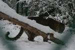 A leopard walks on the snow covered Dachigam wildlife sanctuary on the outskirts of Srinagar on January 9, 2012.