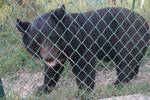 A black bear stands in its enclosure at the Dachigam wildlife sanctuary on the outskirts of Srinagar 09, September 2011. A hunting ban and the common sense not to carry a gun in the forests of revolt-hit Indian Kashmir has brought a boom in leopard, bear and other animal populations, wildlife officials say. The latest assessment provides some rare good news for the Himalayan region, where a number of mountain beasts had been seriously endangered due to demand for items such as bear skins and sha