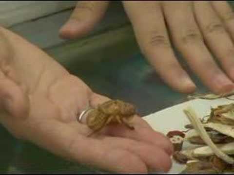 Traditional Chinese Medicine: Herbal Prescriptions