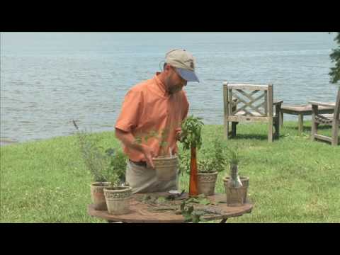 Harvesting Herbs