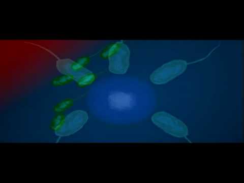 Bacteria Shape | Biology | Bacteriology