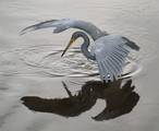 Tricolored Heron fishing, using wings in addition to sitting and waiting, herons may feed more actively. They may walk slowly, at around or less than 60 paces a minute, snatching prey when it is observed.