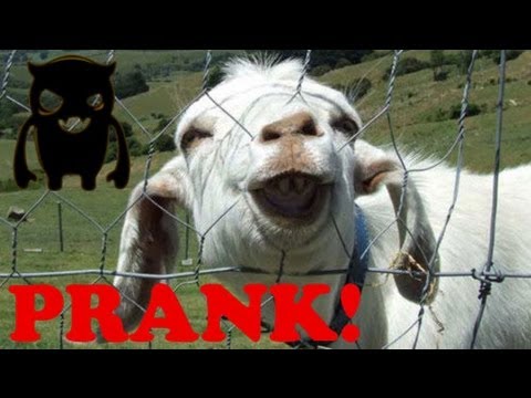 Crazy Indian Goat Milking Prank - Ownage Pranks