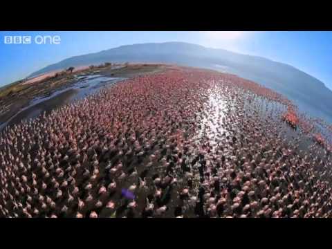 Fish Eagle Hunting Flamingos (Narrated by David Tennant) - Earthflight - BBC One