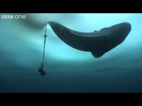 Hunting a Shark From the Deep - Human Planet: Arctic, preview - BBC One