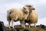 Icelandic sheep,animal-rearing has its origins in the transition of cultures to settled farming communities rather than hunter-gatherer lifestyles. Animals are ‘domesticated’ when their breeding and living conditions are controlled by humans.