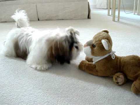 Shih Tzu puppy Lacey discovers stuffed toy lion for first time