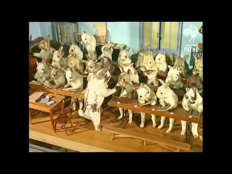 Crazy Taxidermy Museum - Stuffed Animals in Costumes (1965) [HD]