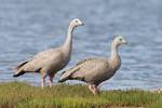 Pair in Tasmania, these are bulky geese and their almost uniformly grey plumage, bearing rounded black spots, is unique.