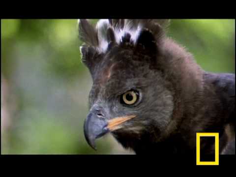 Eagle vs. Water Chevrotain