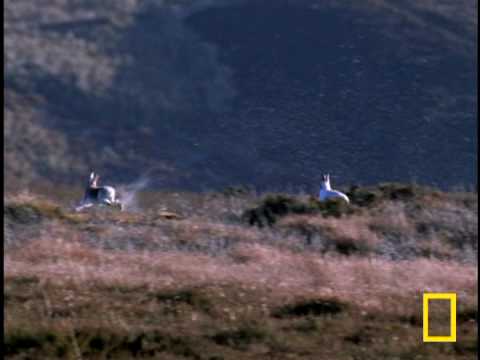 Golden Eagle vs. Hare