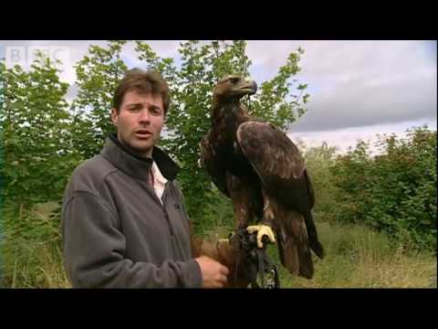 Real birds eye view! Golden Eagle in flight - Animal Camera - BBC