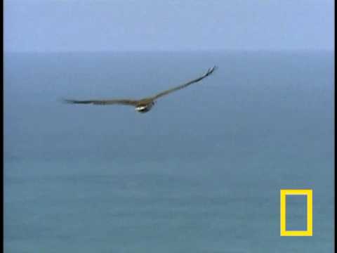 Eagle vs. Eagle in Mid-Air