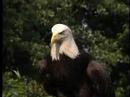 American Bald Eagles