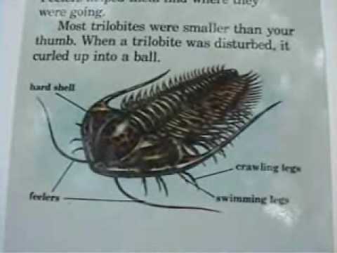 Introduction to Trilobites pt .1 of 2