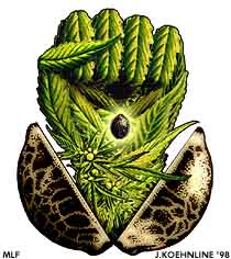 Marijuana Liberation Front logo by Jim Koehnline